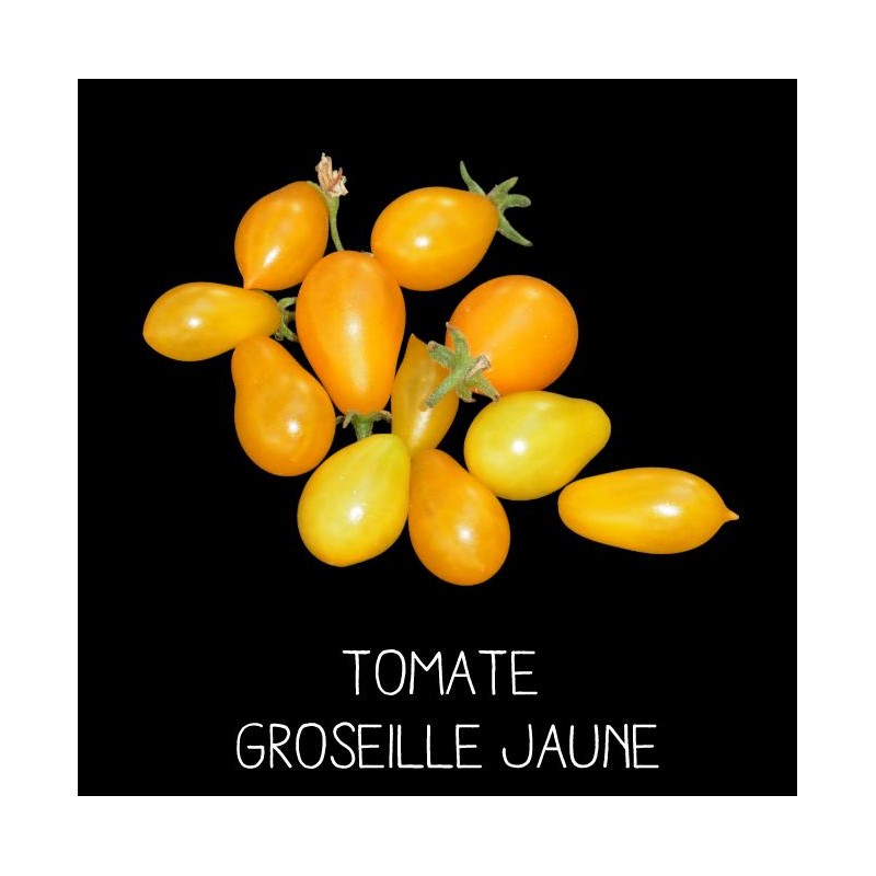 Tomate groseille jaune
