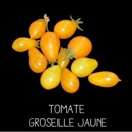 Tomate groseille jaune