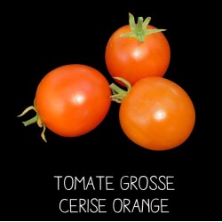 Tomate grosse cerise orange