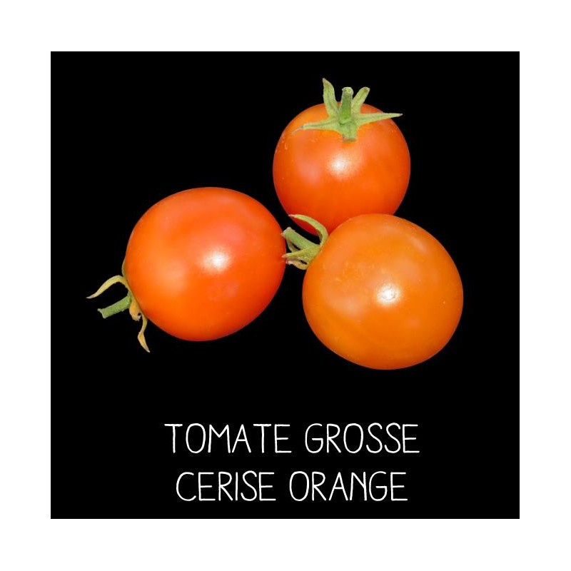 Tomate grosse cerise orange