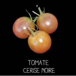 Tomate cerise noire