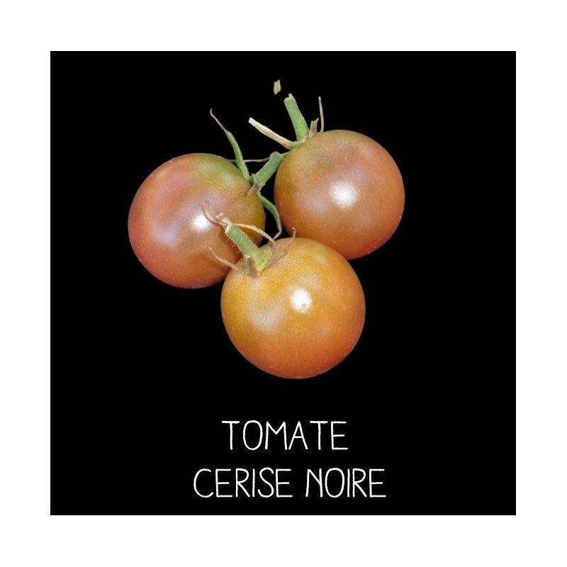 Tomate cerise noire