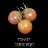 Tomate cerise noire