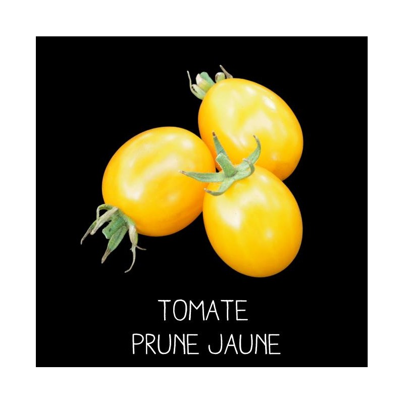 Tomate prune jaune