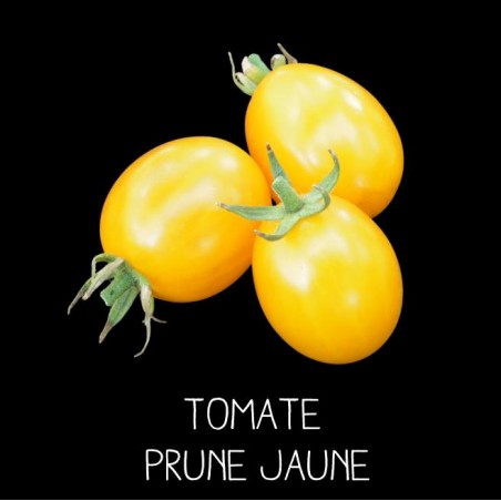Tomate prune jaune
