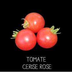 Tomate cerise rose