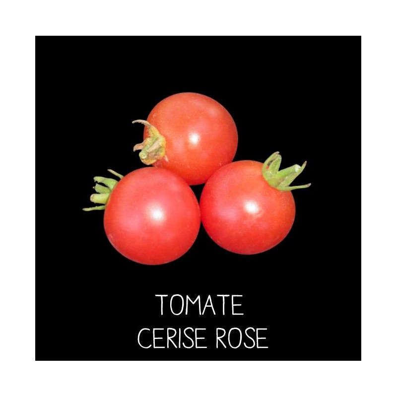 Tomate cerise rose