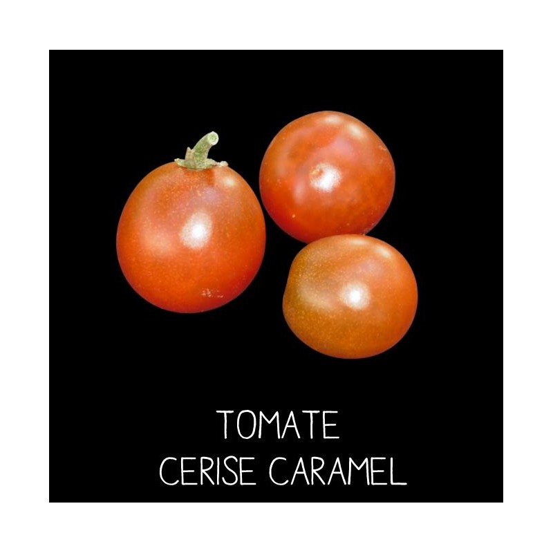 Tomate cerise caramel