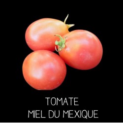 Tomate Miel du Mexique