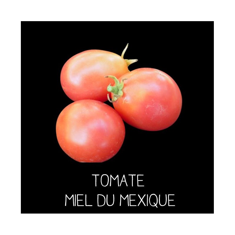 Tomate Miel du Mexique