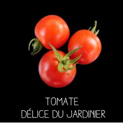 Tomate délice du jardinier