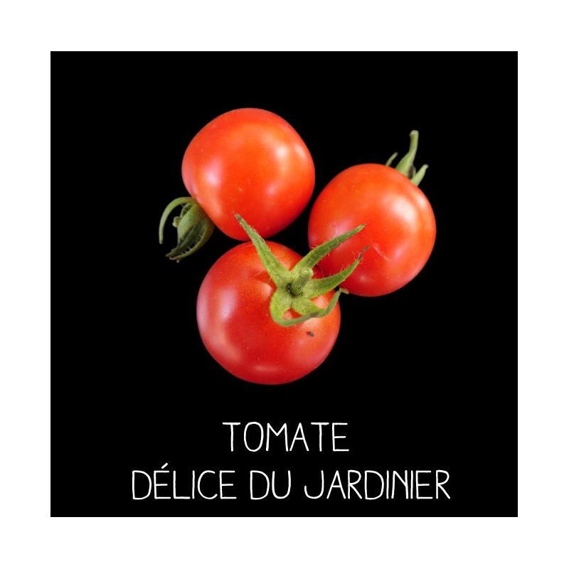 Tomate délice du jardinier