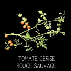 Tomate cerise rouge sauvage