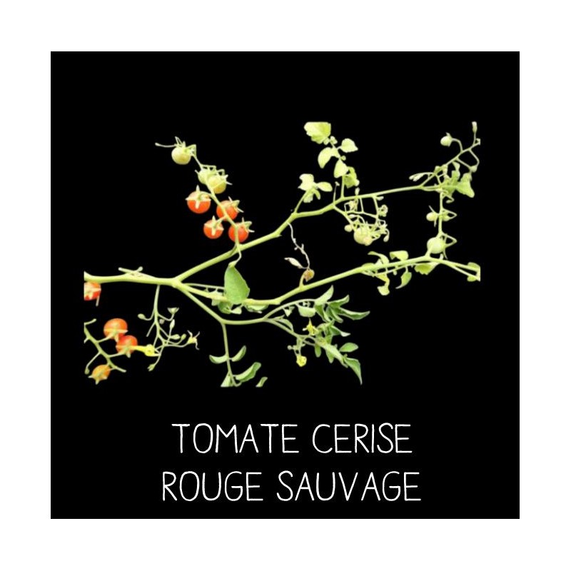 Tomate cerise rouge sauvage