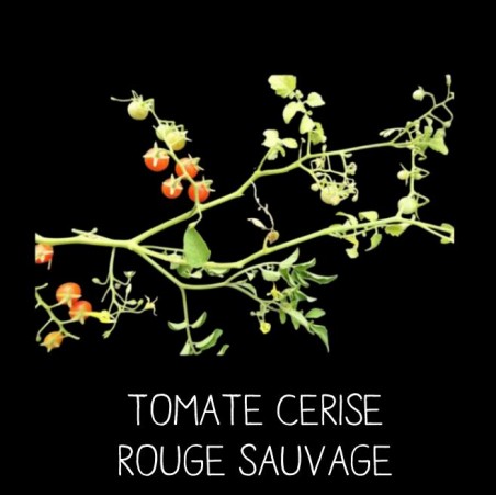 Tomate cerise rouge sauvage