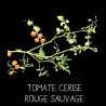 Tomate cerise rouge sauvage