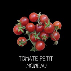 Tomate Petit Moineau