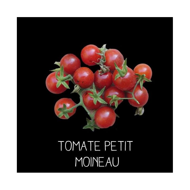 Tomate Petit Moineau