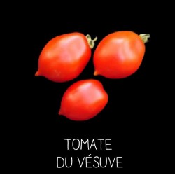 Tomate du Vésuve