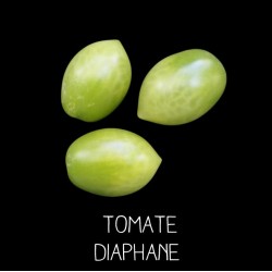 Tomate diaphane