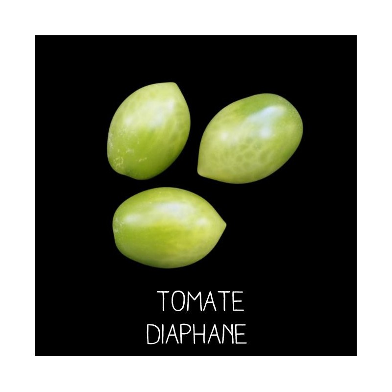 Tomate diaphane