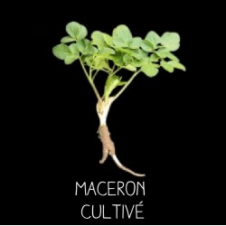 Maceron cultivé - SMYRNHIUM OLUSATRUM