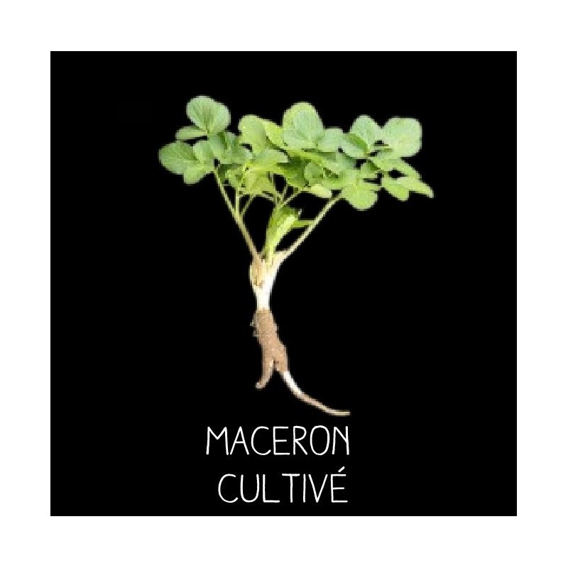 Maceron cultivé - SMYRNHIUM OLUSATRUM