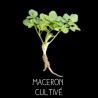 Maceron cultivé - SMYRNHIUM OLUSATRUM