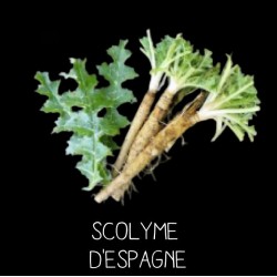 Scolyme d’Espagne - SCOLYMUS HISPANICUS