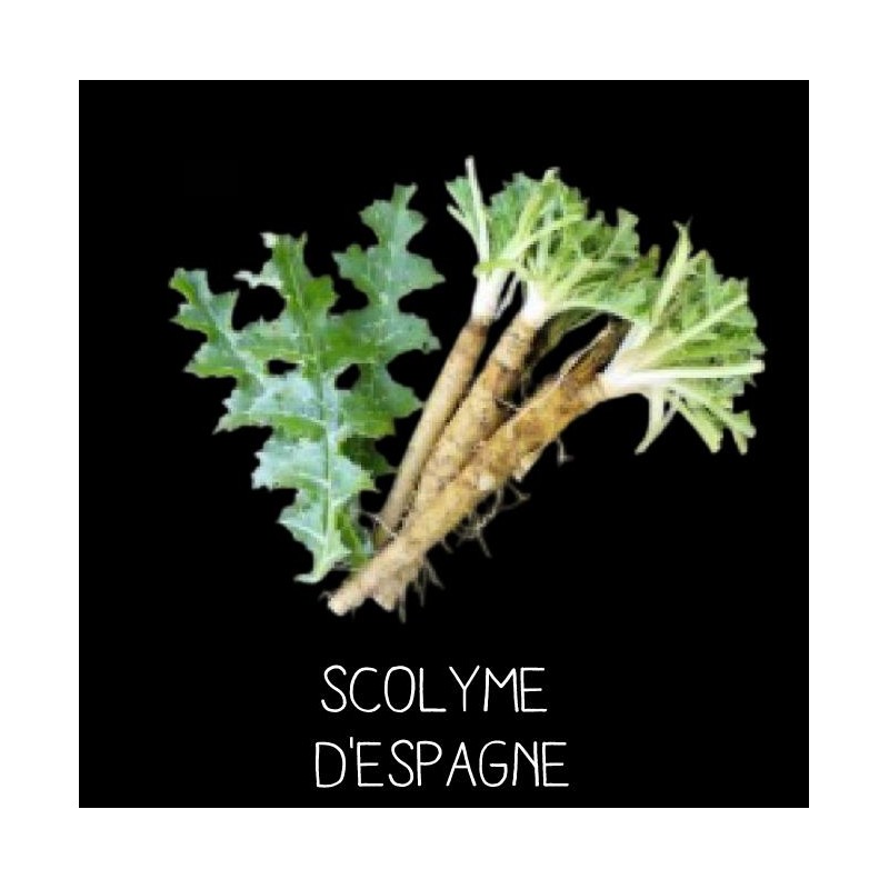Scolyme d’Espagne - SCOLYMUS HISPANICUS