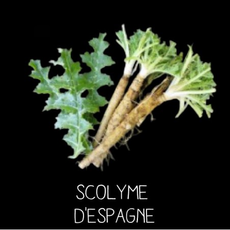 Scolyme d’Espagne - SCOLYMUS HISPANICUS