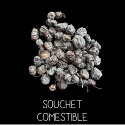 Souchet comestible - C Y P E R U S E S C U L E N T U S