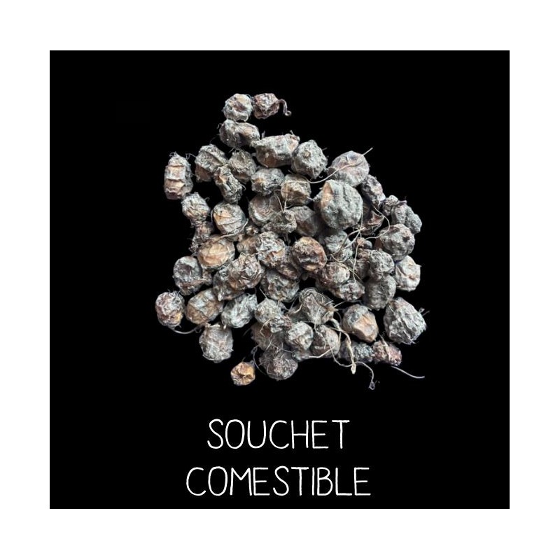 Souchet comestible - C Y P E R U S E S C U L E N T U S