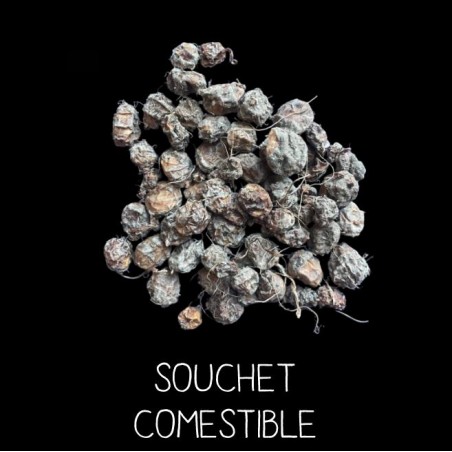 Souchet comestible - C Y P E R U S E S C U L E N T U S