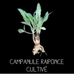Campanule raiponce - CAMPANULA RAPONCULUS