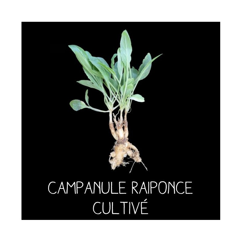 Campanule raiponce - CAMPANULA RAPONCULUS