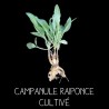 Campanule raiponce - CAMPANULA RAPONCULUS