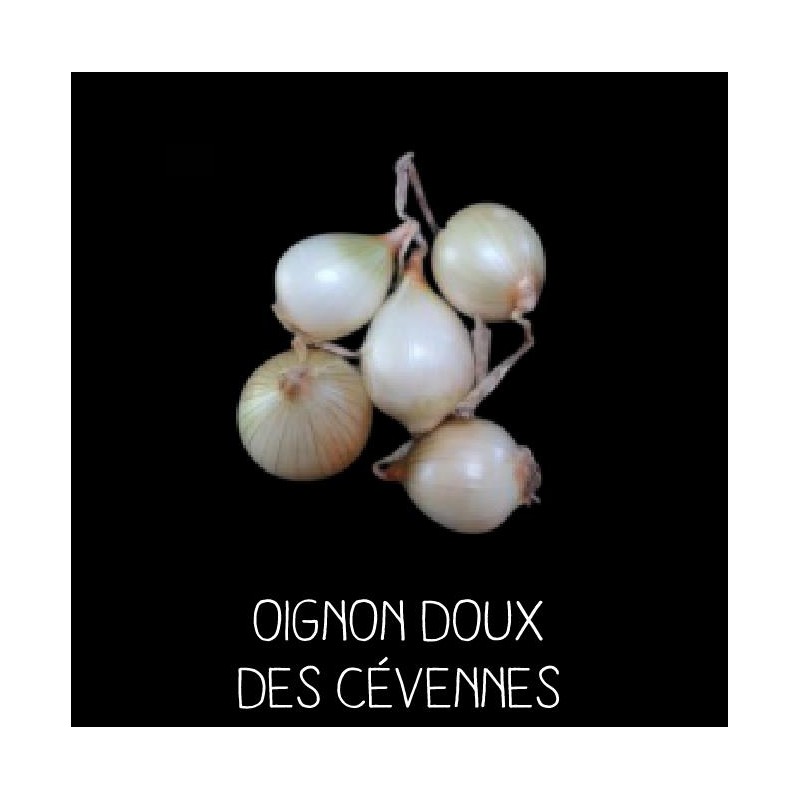 Oignon doux des Cévennes - ALLIUM CEPA