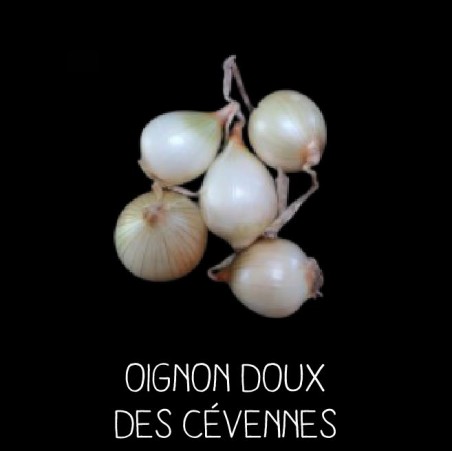 Oignon doux des Cévennes - ALLIUM CEPA