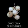 Oignon doux des Cévennes - ALLIUM CEPA