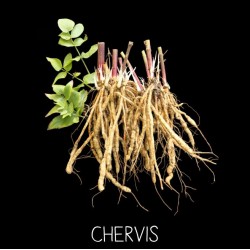 Chervis - SIUM SIARUM