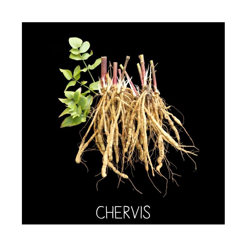 Chervis - SIUM SIARUM