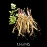 Chervis - SIUM SIARUM