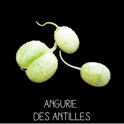 Angurie des Antilles - CUCUMIS ANGURIA