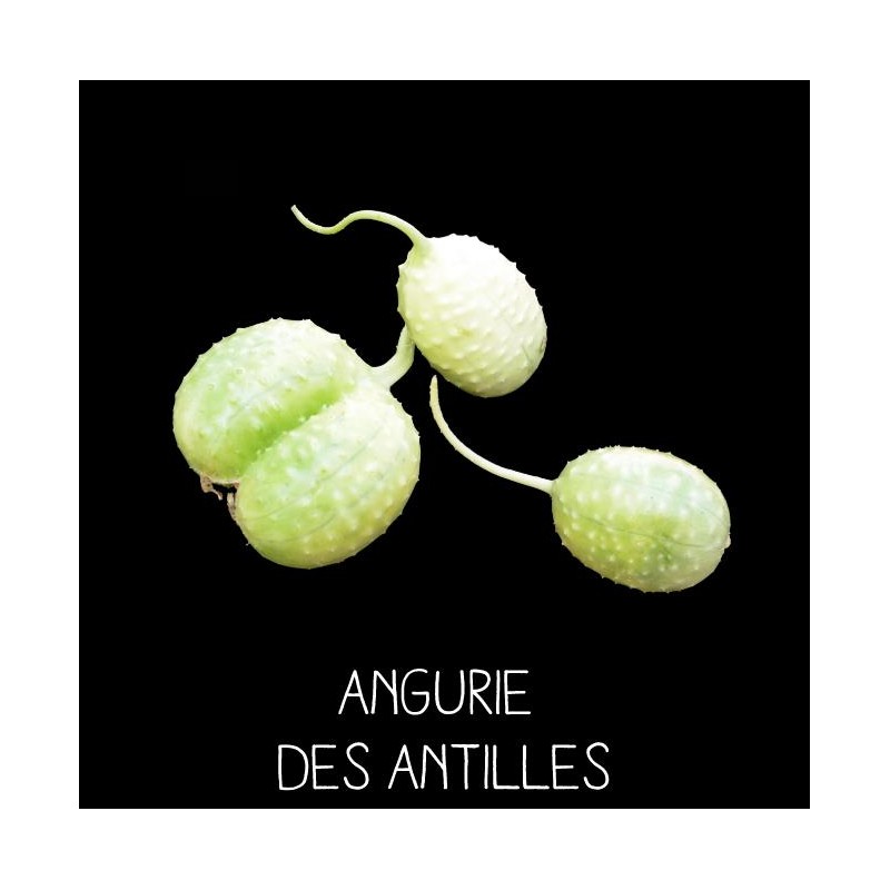 Angurie des Antilles - CUCUMIS ANGURIA