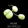 Angurie des Antilles - CUCUMIS ANGURIA