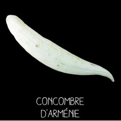 Concombre d’Arménie - CUCUMIS MELO