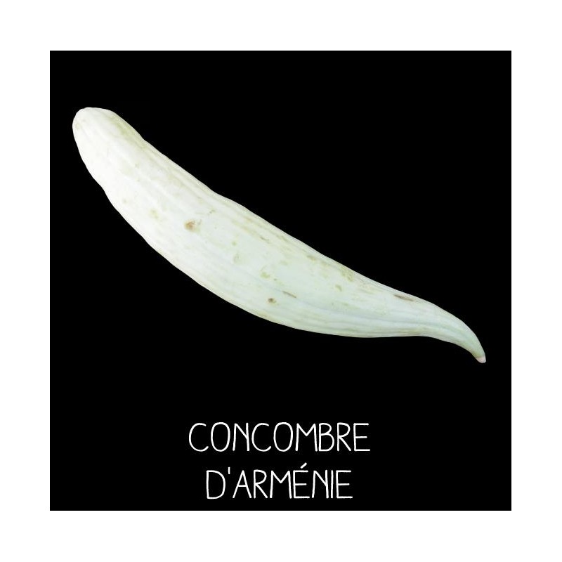 Concombre d’Arménie - CUCUMIS MELO