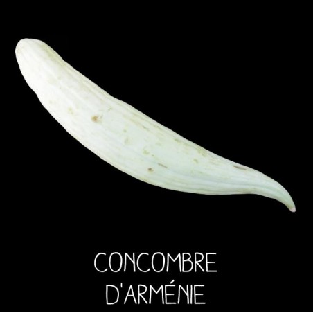 Concombre d’Arménie - CUCUMIS MELO