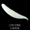 Concombre d’Arménie - CUCUMIS MELO